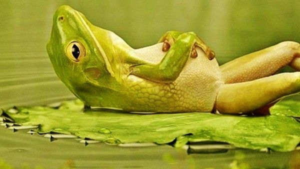 a-frog-relaxing_1083909569.jpg