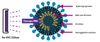 Así trabaja la luz ultravioleta frente al coronavirus. Fuente: Christie Digital (https://www.christiedigital.com/globalassets/landing-pages/care222/Christie-CounterAct-with-Care222-techbrief.pdf)