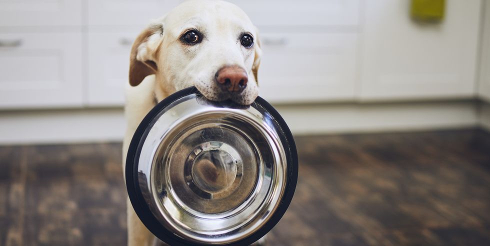 Es taaaan adorable. Fuente: Mi casa (https://www.micasarevista.com/mascotas-perros-gatos/g38244914/dispensadores-automaticos-comida-perros-buenos-baratos/)