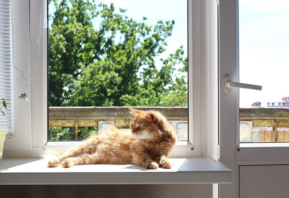 Un lindo gatito sí. Fuente: Xataka (https://www.xataka.com/energia/ventana-cerrada-ventana-abierta-mejor-metodo-para-protegernos-calor-ciencia)