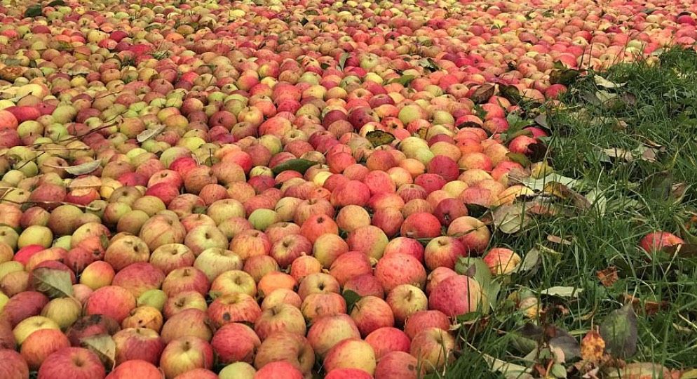 Suficientes manzanas en lo que llevamos de mes. Fuente: Emisoras Reunidas (https://emisorasunidas.com/2017/10/27/miles-de-manzanas-formaron-una-alfombra-en-el-suelo-que-paso/)